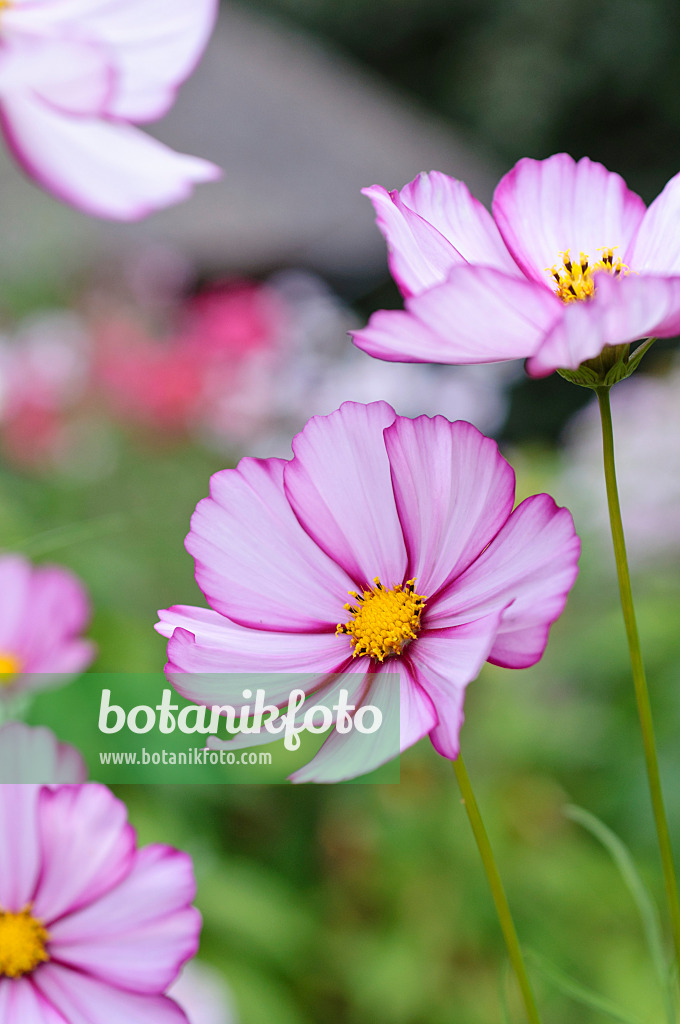 487173 - Gemeine Kosmee (Cosmos bipinnatus)