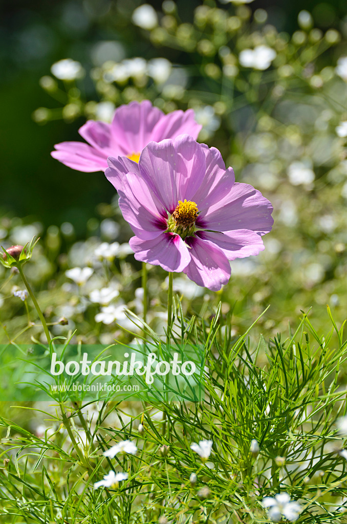 498187 - Gemeine Kosmee (Cosmos bipinnatus)