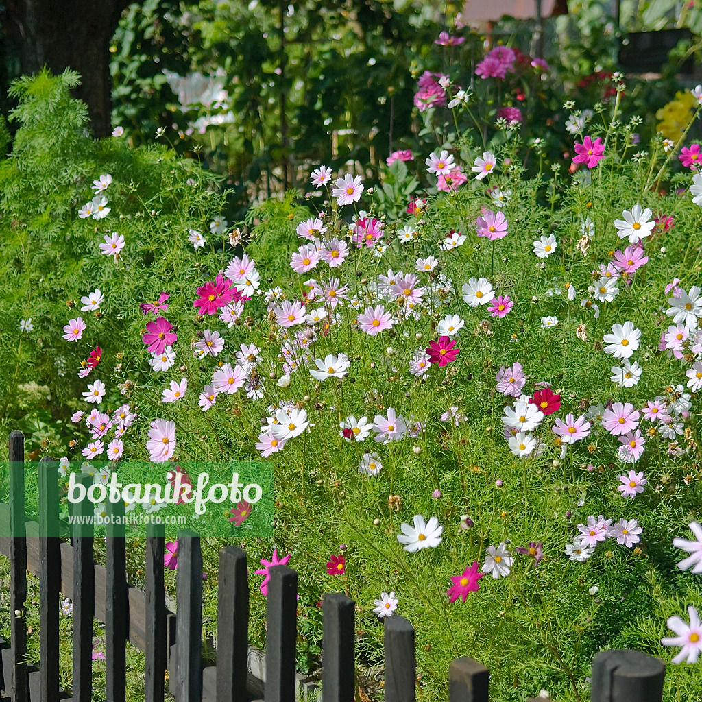 502178 - Gemeine Kosmee (Cosmos bipinnatus)