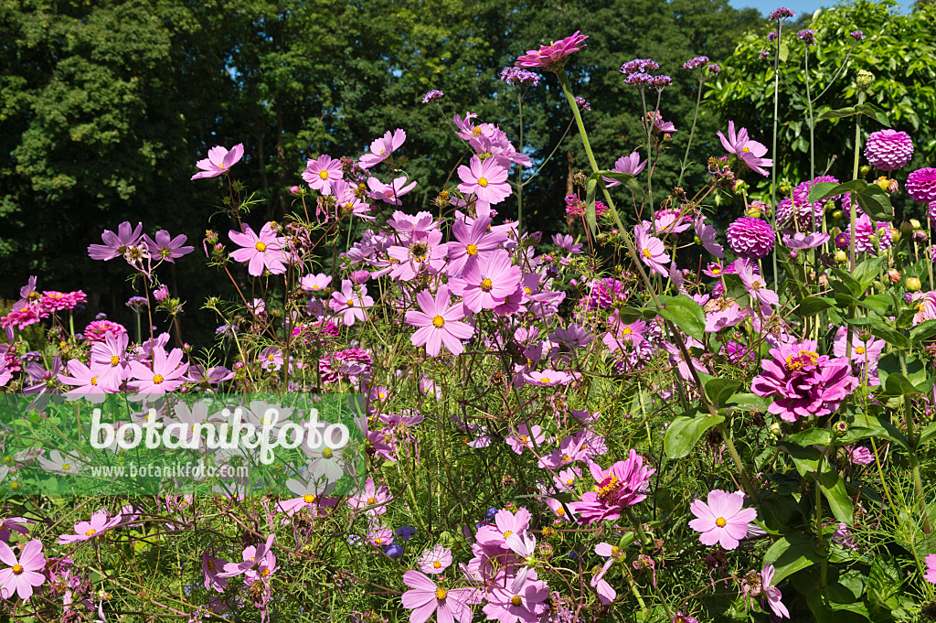 511273 - Gemeine Kosmee (Cosmos bipinnatus)