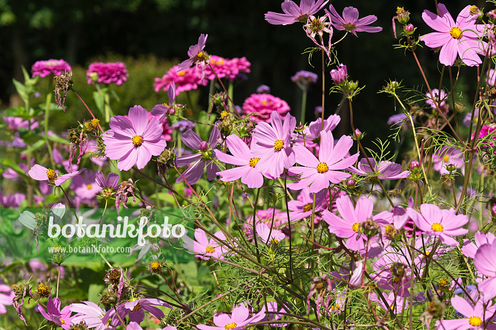 511274 - Gemeine Kosmee (Cosmos bipinnatus)