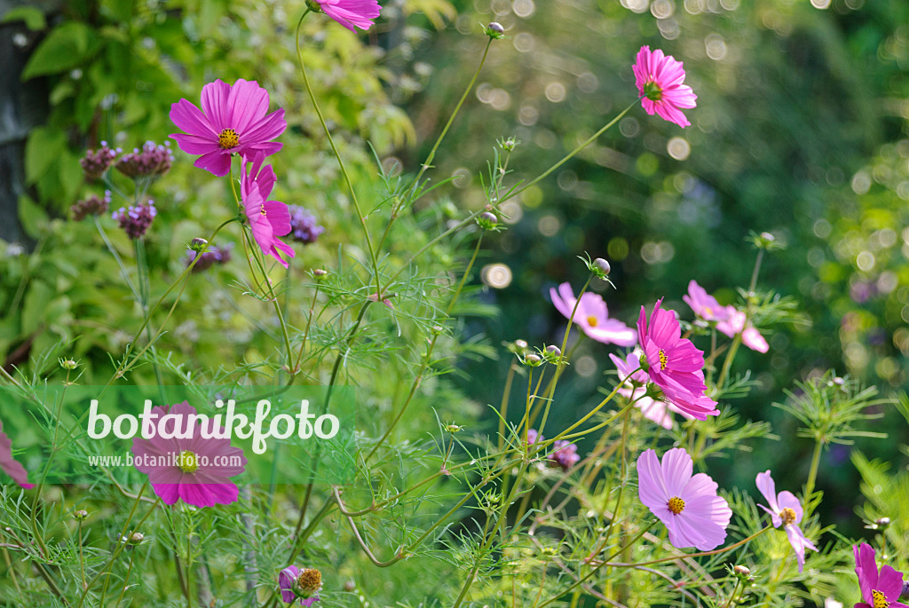 518056 - Gemeine Kosmee (Cosmos bipinnatus)