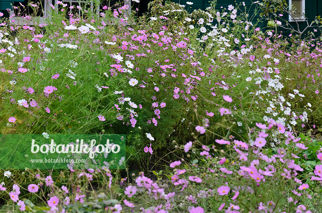 524024 - Gemeine Kosmee (Cosmos bipinnatus)