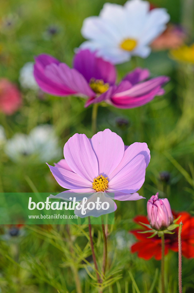 549012 - Gemeine Kosmee (Cosmos bipinnatus)