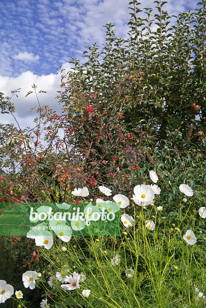 610001 - Gemeine Kosmee (Cosmos bipinnatus)