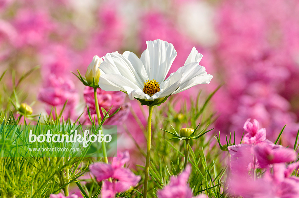 474486 - Gemeine Kosmee (Cosmos bipinnatus) und Buntschopfsalbei (Salvia viridis syn. Salvia horminum)