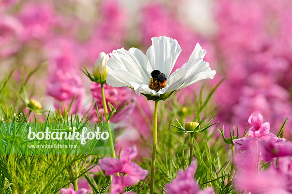 474487 - Gemeine Kosmee (Cosmos bipinnatus) und Buntschopfsalbei (Salvia viridis syn. Salvia horminum)