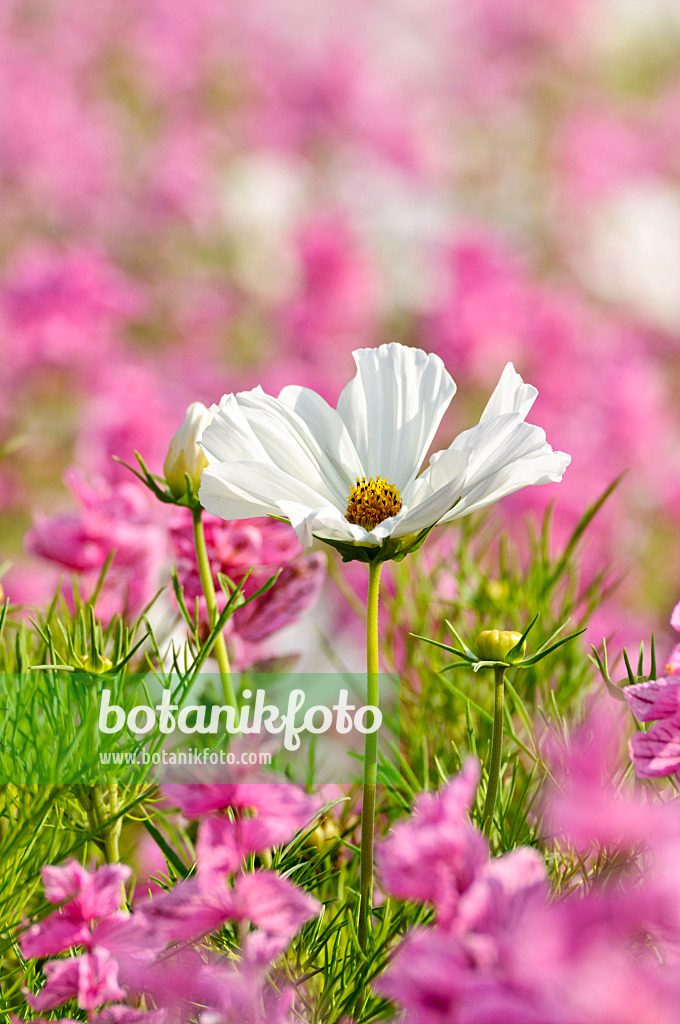 474488 - Gemeine Kosmee (Cosmos bipinnatus) und Buntschopfsalbei (Salvia viridis syn. Salvia horminum)