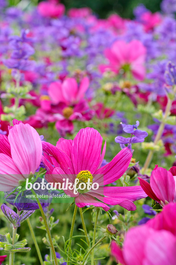 474511 - Gemeine Kosmee (Cosmos bipinnatus) und Buntschopfsalbei (Salvia viridis syn. Salvia horminum)