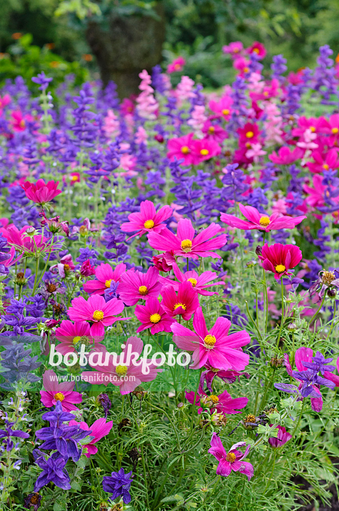 474512 - Gemeine Kosmee (Cosmos bipinnatus) und Buntschopfsalbei (Salvia viridis syn. Salvia horminum)