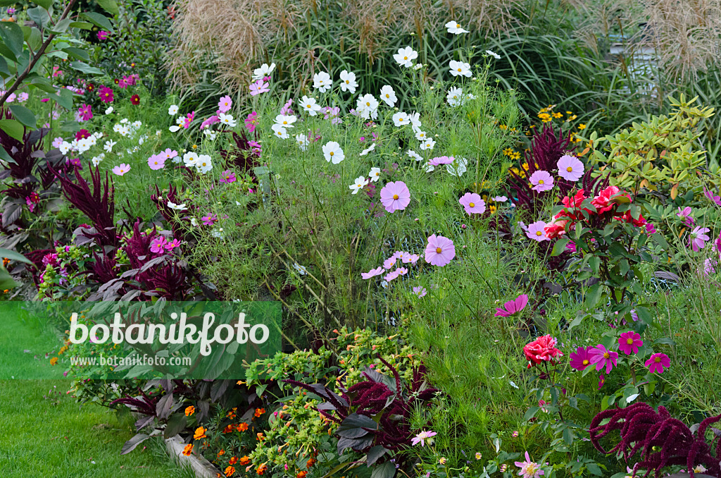 524093 - Gemeine Kosmee (Cosmos bipinnatus) und Rispiger Fuchsschwanz (Amaranthus cruentus)