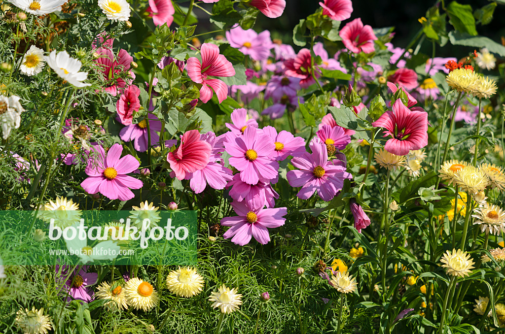 534435 - Gemeine Kosmee (Cosmos bipinnatus), Trichtermalve (Malope trifida 'Grandiflora') und Gartenstrohblume (Xerochrysum bracteatum syn. Helichrysum bracteatum)