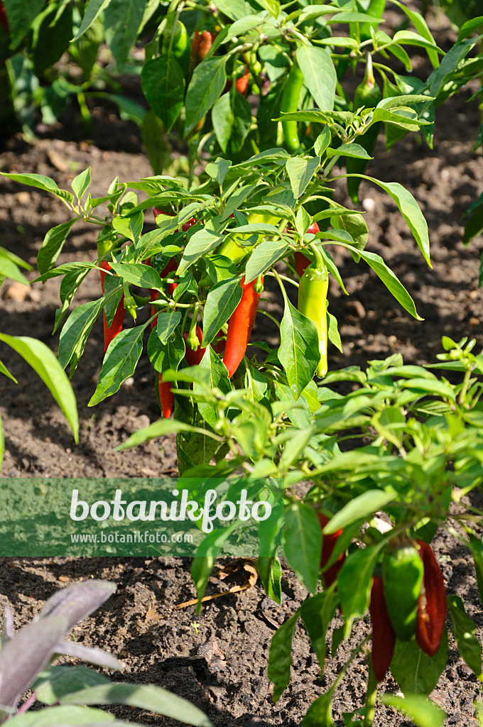 487275 - Gemüsepaprika (Capsicum)