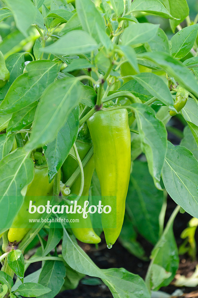 487280 - Gemüsepaprika (Capsicum annuum 'Feher')