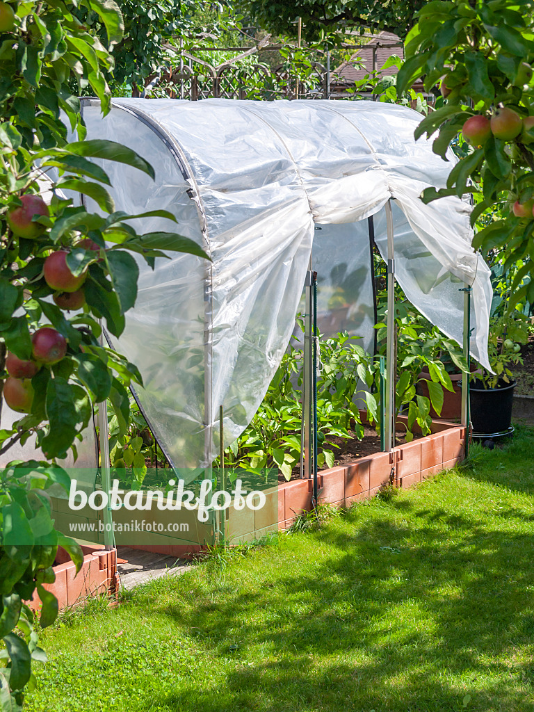 523295 - Gemüsepaprika (Capsicum) in einem Foliengewächshaus