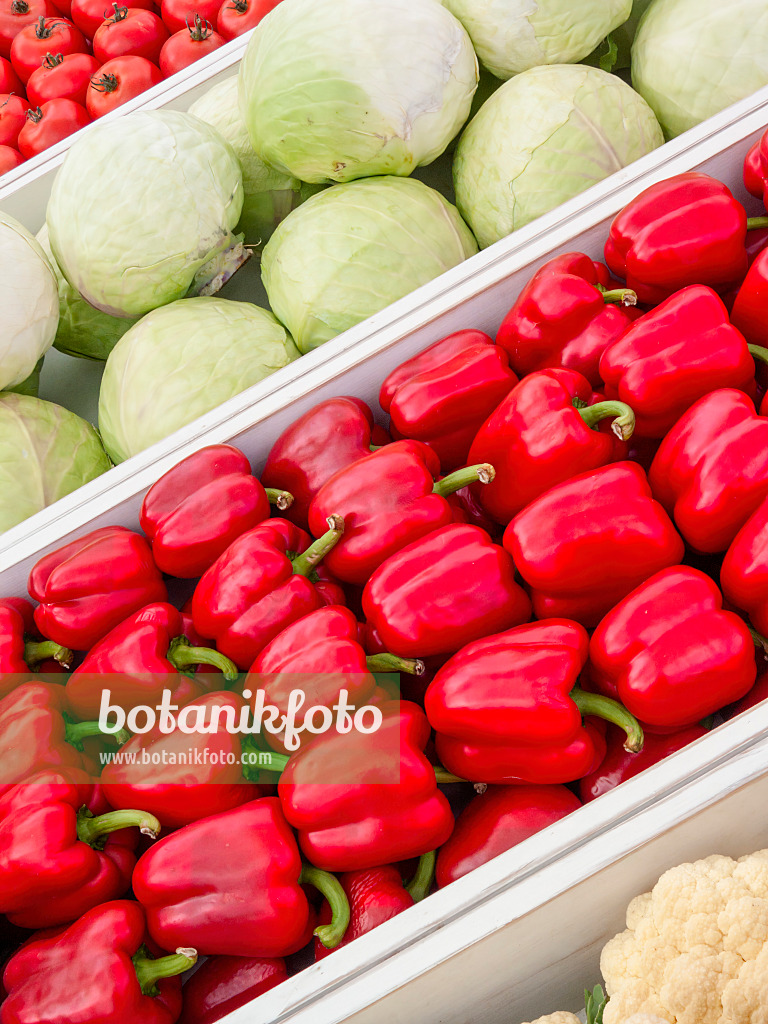 403040 - Gemüsepaprika (Capsicum) und Weißkohl (Brassica oleracea var. capitata f. alba)