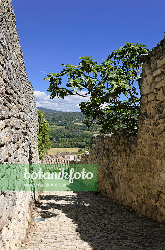 557157 - Gepflasterter Weg zwischen Häusern mit Feldsteinmauern, Lacoste, Provence, Frankreich