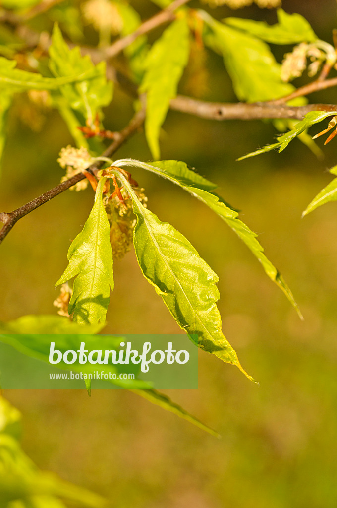 471240 - Geschlitztblättrige Buche (Fagus sylvatica 'Laciniata')