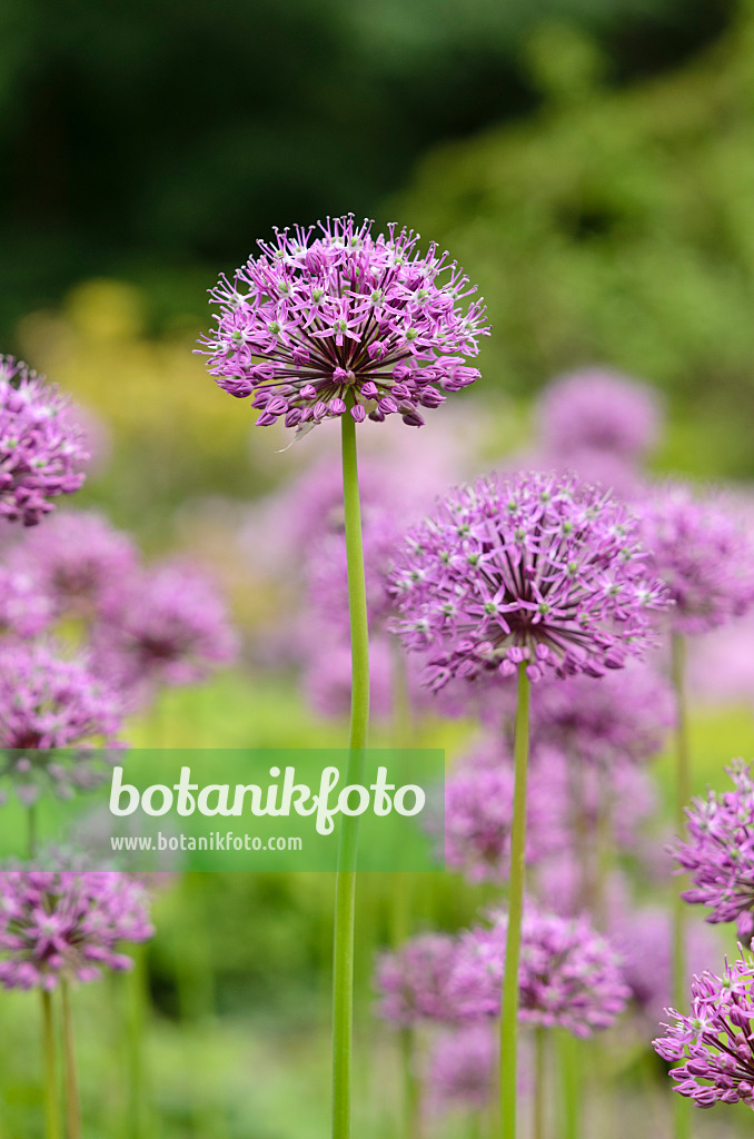 520292 - Gestielter Lauch (Allium stipitatum)