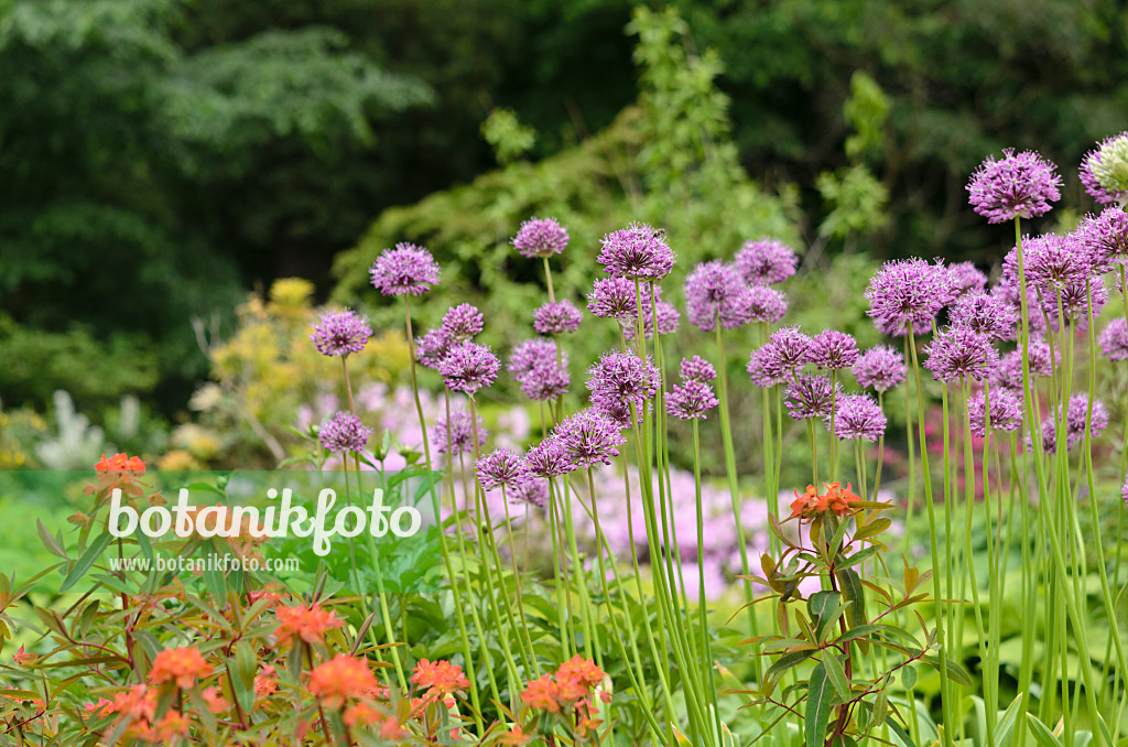 520293 - Gestielter Lauch (Allium stipitatum)