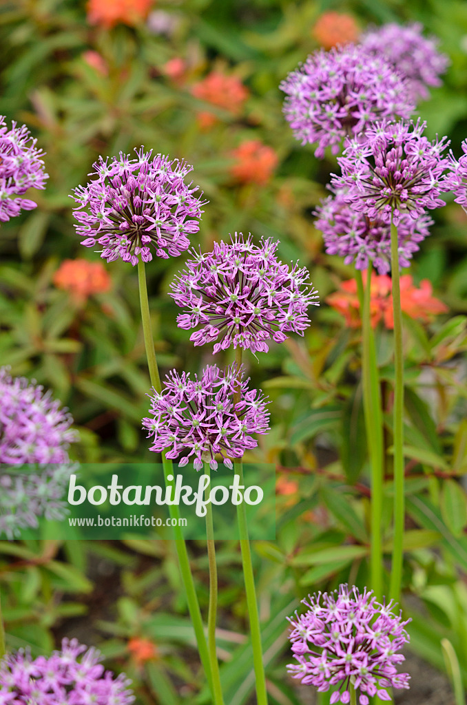 520294 - Gestielter Lauch (Allium stipitatum)