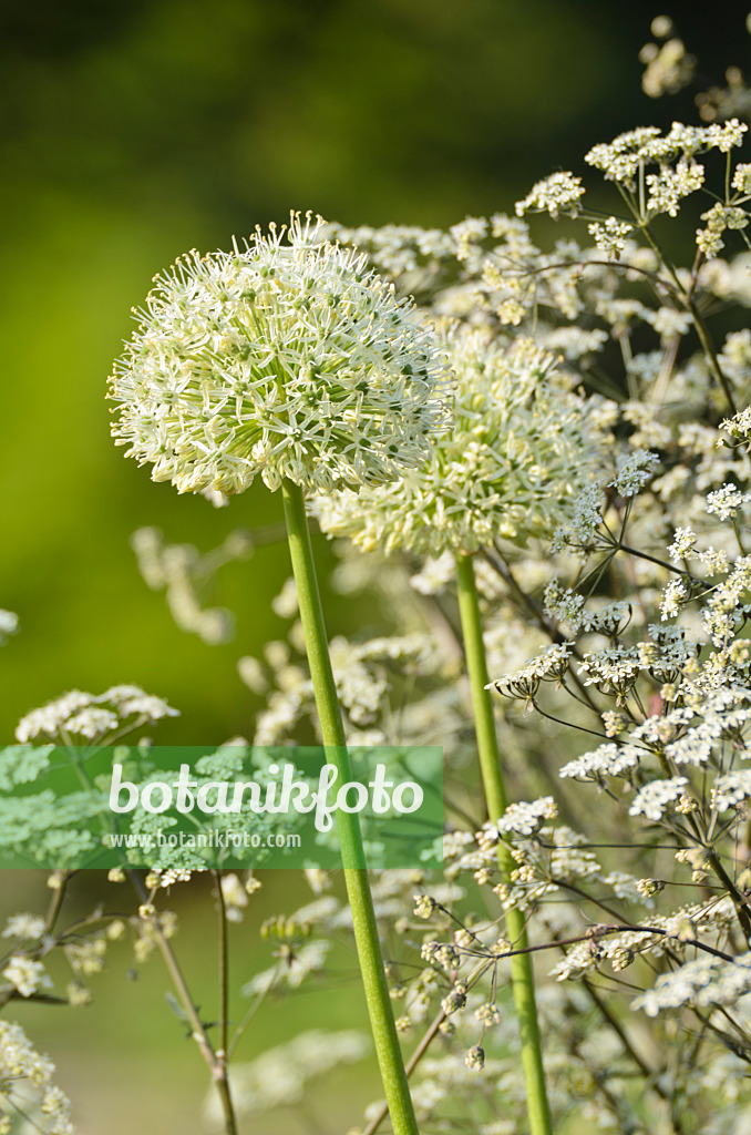 496091 - Gestielter Lauch (Allium stipitatum 'Mount Everest') und Wiesenkerbel (Anthriscus sylvestris 'Ravenswing')