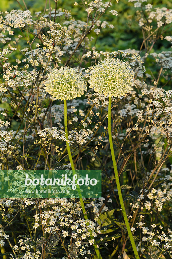 496106 - Gestielter Lauch (Allium stipitatum 'Mount Everest') und Wiesenkerbel (Anthriscus sylvestris 'Ravenswing')