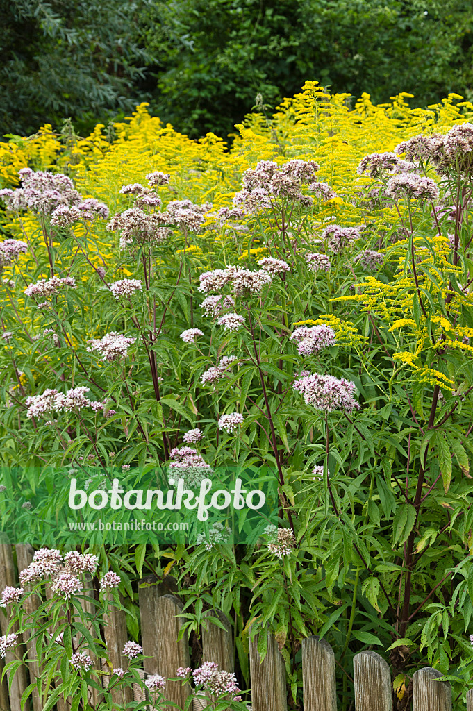 511160 - Gewöhlicher Wasserdost (Eupatorium cannabinum) und Kanadische Goldrute (Solidago canadensis)