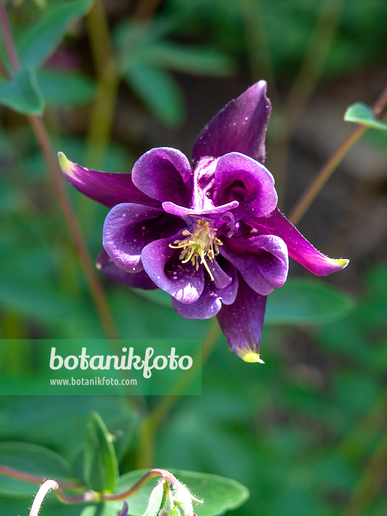 437300 - Gewöhnliche Akelei (Aquilegia vulgaris)