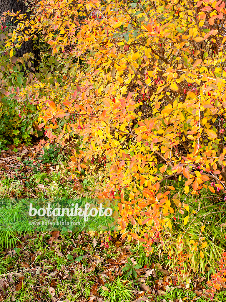 465248 - Gewöhnliche Berberitze (Berberis vulgaris)