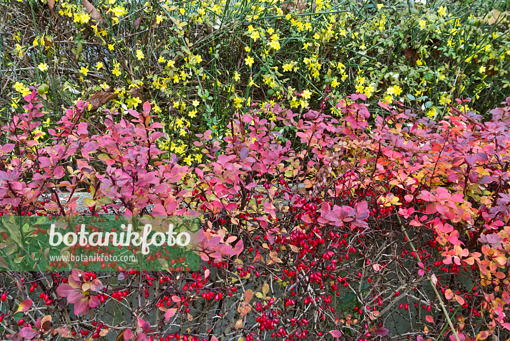 526058 - Gewöhnliche Berberitze (Berberis vulgaris) und Winterjasmin (Jasminum nudiflorum)