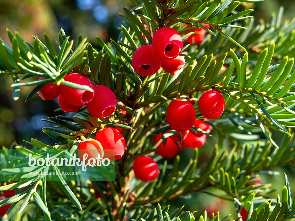 464080 - Gewöhnliche Eibe (Taxus baccata)