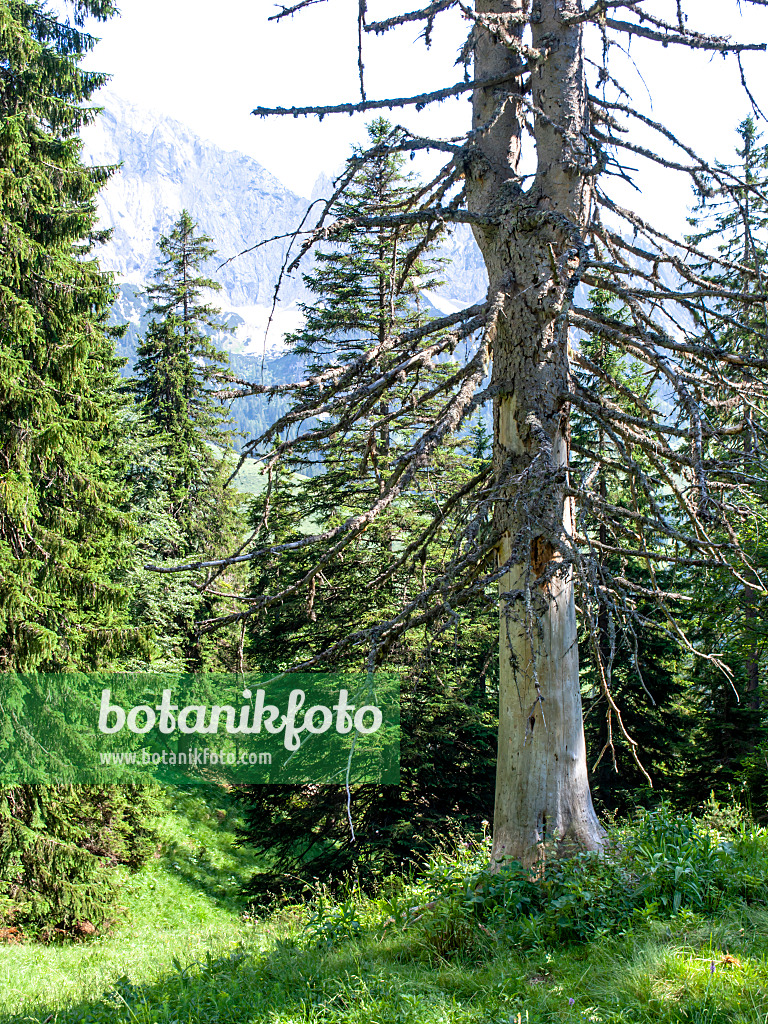 439211 - Gewöhnliche Fichte (Picea abies), Naturschutzgebiet Kaisergebirge, Österreich