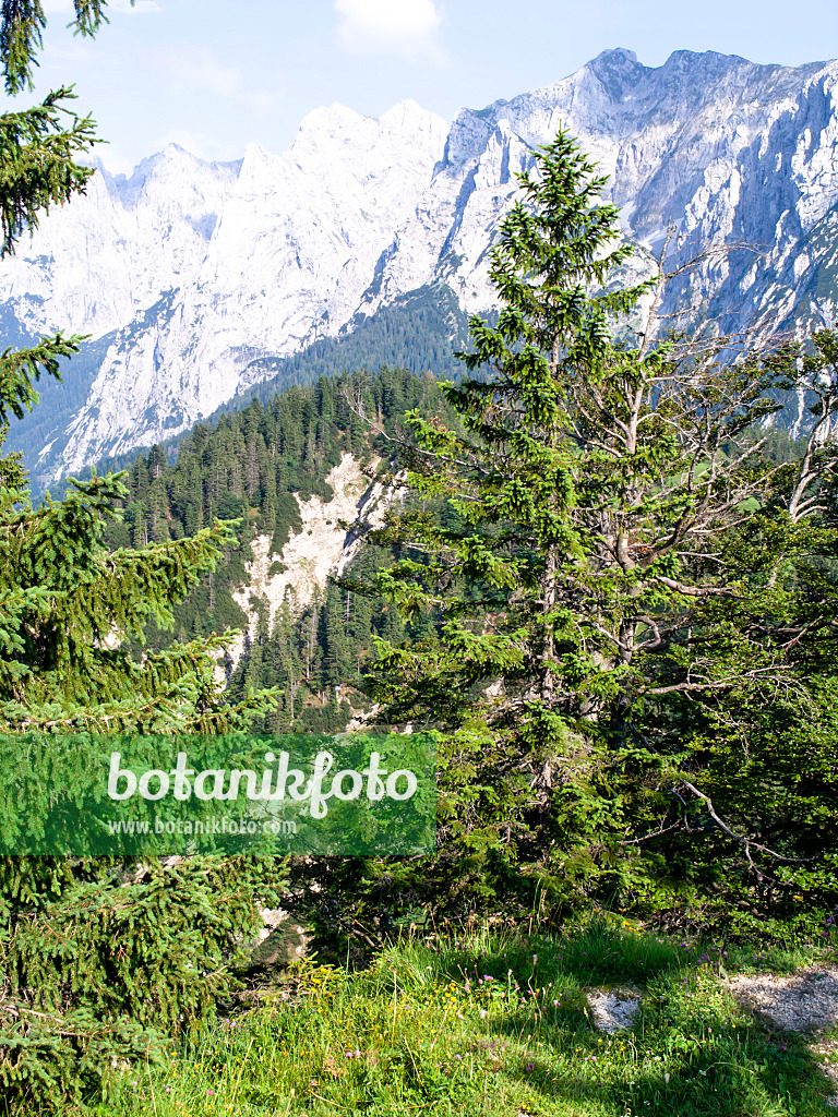 439214 - Gewöhnliche Fichte (Picea abies), Naturschutzgebiet Kaisergebirge, Österreich