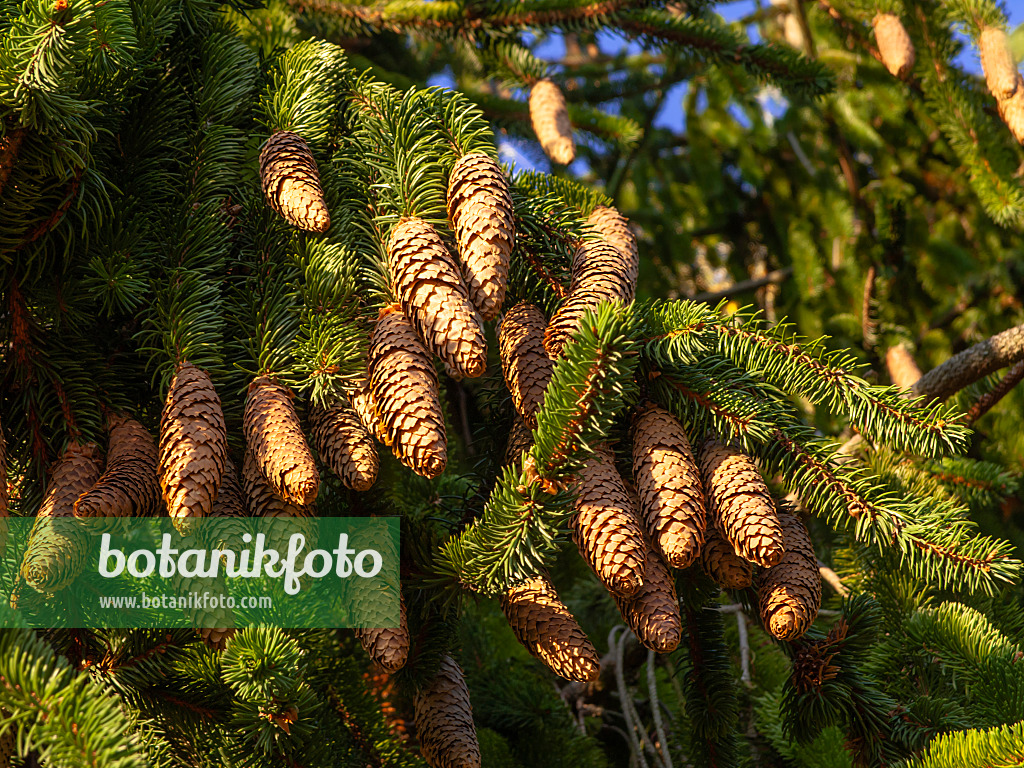 443086 - Gewöhnliche Fichte (Picea abies 'Viminalis')