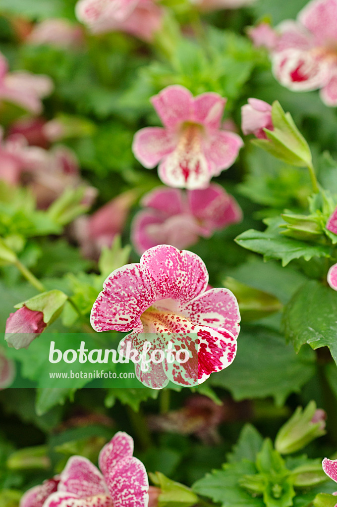 484098 - Gewöhnliche Gauklerblume (Mimulus guttatus 'Magic Mix')