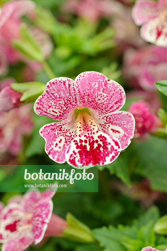 484100 - Gewöhnliche Gauklerblume (Mimulus guttatus 'Magic Mix')