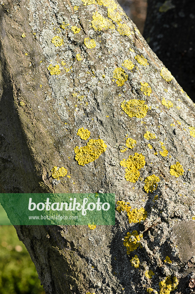 529106 - Gewöhnliche Gelbflechte (Xanthoria parietina) und Gewöhnliche Hainbuche (Carpinus betulus)