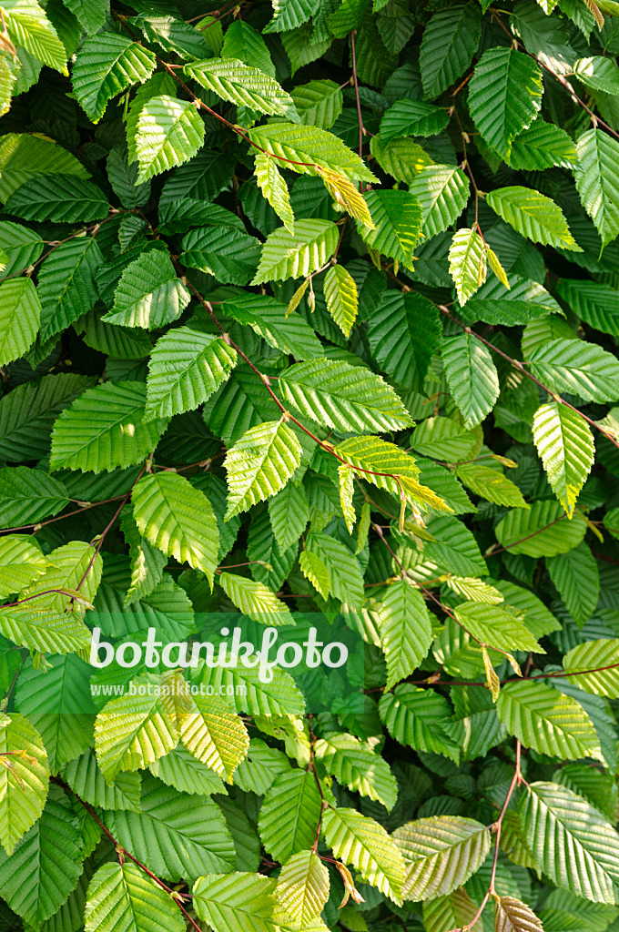 484321 - Gewöhnliche Hainbuche (Carpinus betulus)