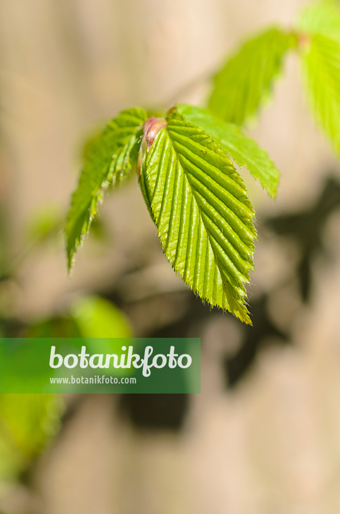 507028 - Gewöhnliche Hainbuche (Carpinus betulus)