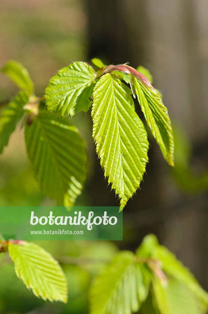 507029 - Gewöhnliche Hainbuche (Carpinus betulus)