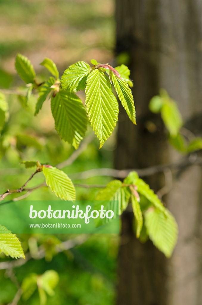 507030 - Gewöhnliche Hainbuche (Carpinus betulus)