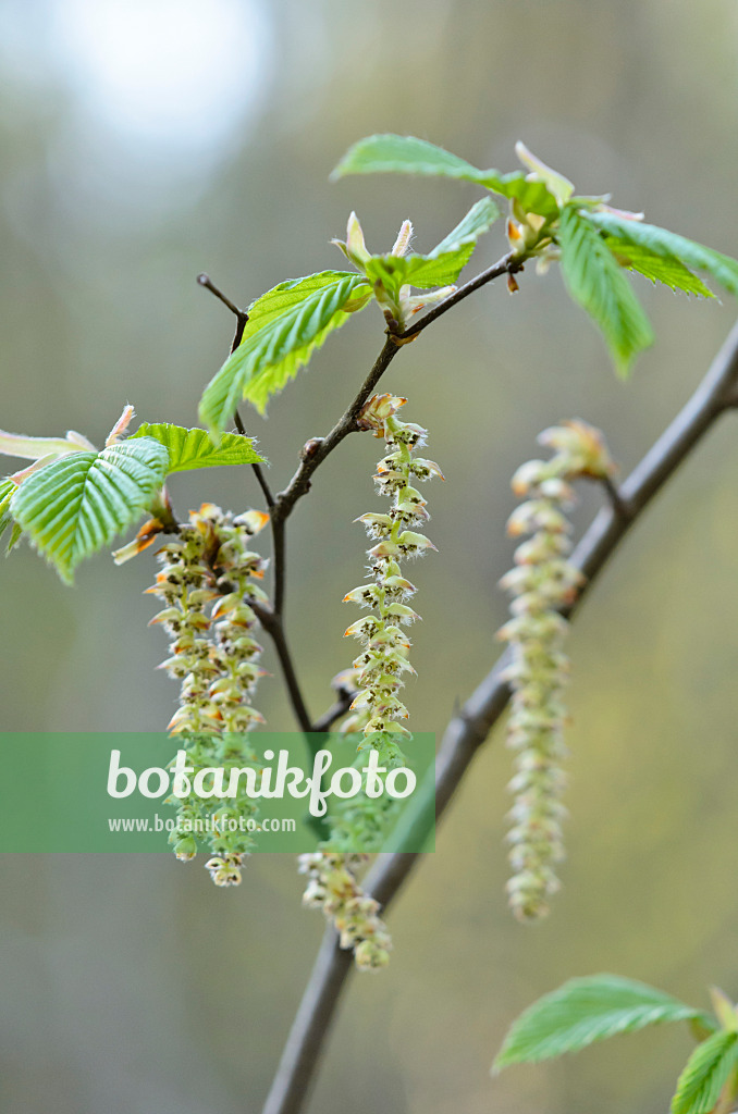 519164 - Gewöhnliche Hainbuche (Carpinus betulus)