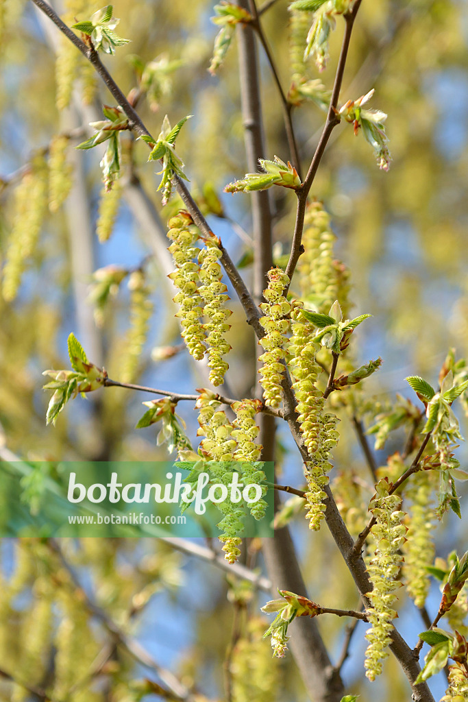 558062 - Gewöhnliche Hainbuche (Carpinus betulus)