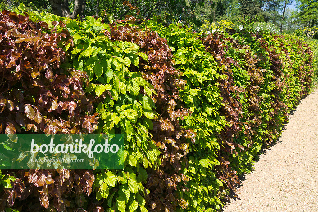 556111 - Gewöhnliche Hainbuche (Carpinus betulus) und Blutbuche (Fagus sylvatica 'Purpurea')