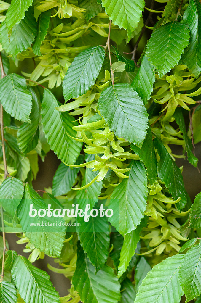 533224 - Gewöhnliche Hainbuche (Carpinus betulus 'Pendula')