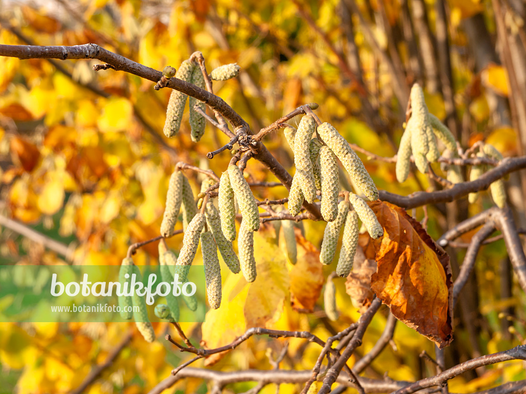 466009 - Gewöhnliche Hasel (Corylus avellana)