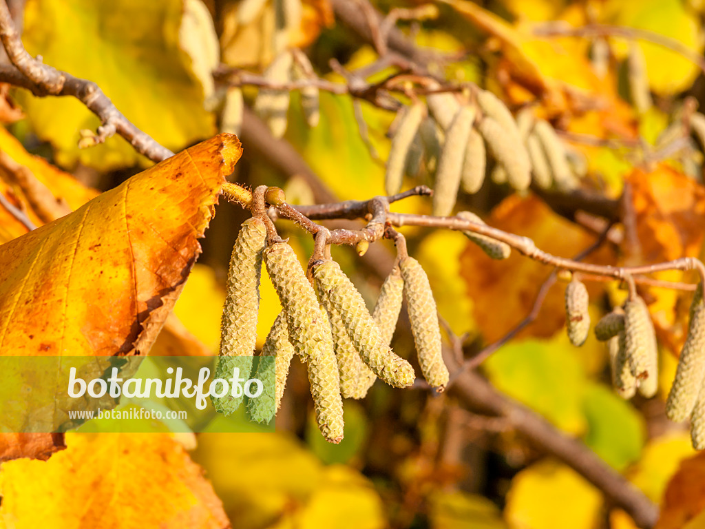 466010 - Gewöhnliche Hasel (Corylus avellana)