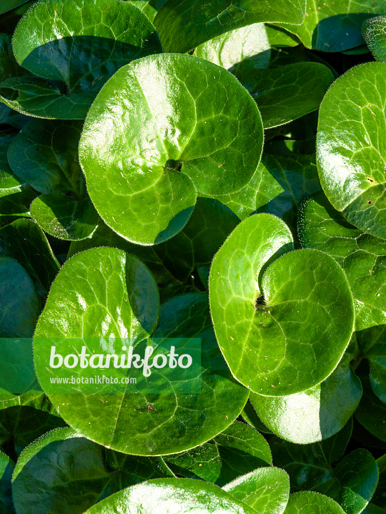 438216 - Gewöhnliche Haselwurz (Asarum europaeum)