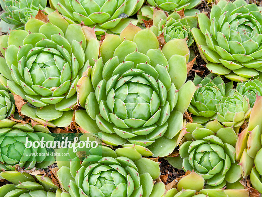 463072 - Gewöhnliche Hauswurz (Sempervivum tectorum)